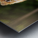 Tired Pomeranian Puppy Resting After Playful Chase Impression metal