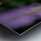 Boston Terrier Puppy Spots Butterfly In Garden Metal print