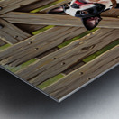 Boston Terrier Puppy Delivers Flowers To Loving Hands Impression metal