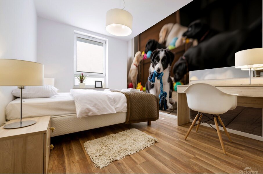 Border Collie Puppy Enjoys Playing With New Rope Toy Mural print