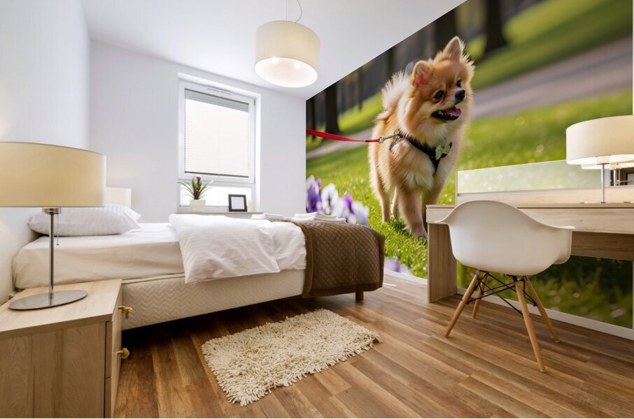 Pomeranian Puppy Masters Leash Walking Happily Mural print