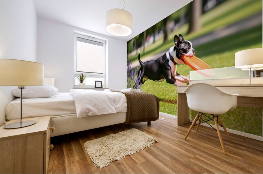 Proud Boston Terrier Puppy Lands With Caught Frisbee Mural print