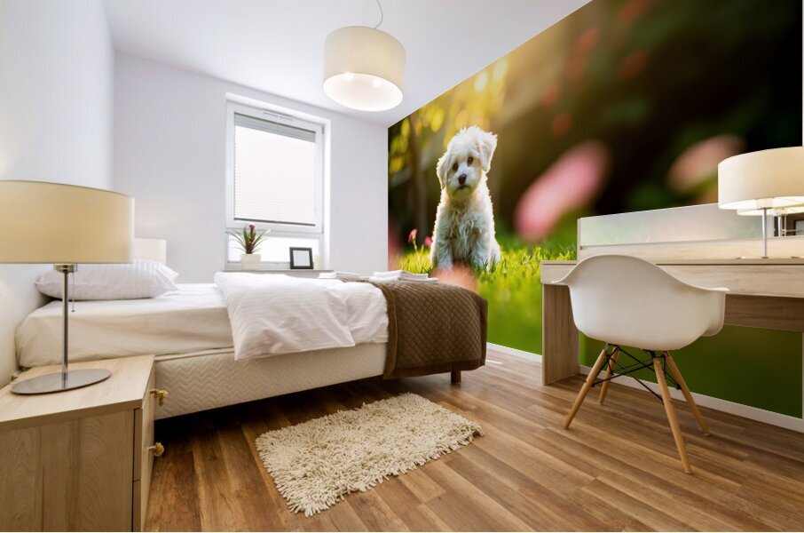 Bichon Puppy Begins Stay Training In Garden Impression murale