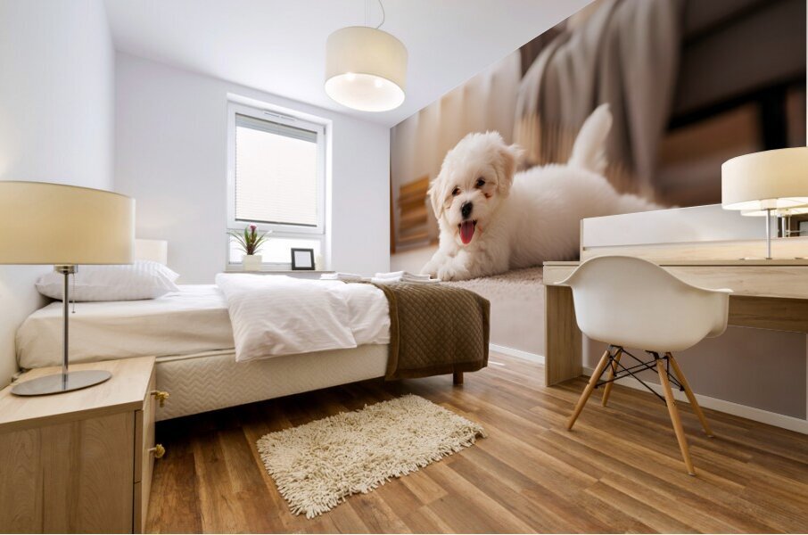 Tired Bichon Frise Puppy Rests After Zoomies Fun Mural print