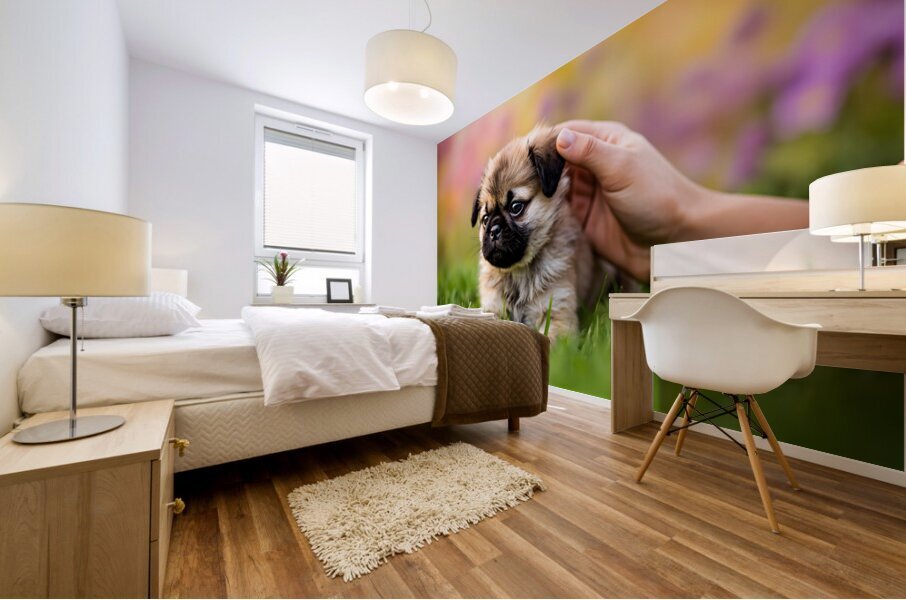 Pug Puppy Gets Gentle Ear Scratches In Garden Mural print