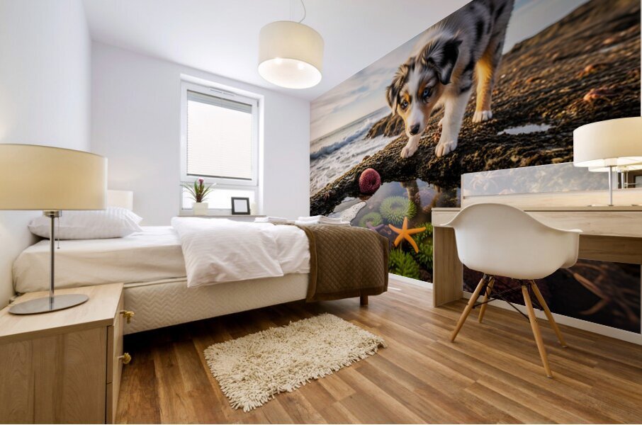 Australian Shepherd Puppy Discovers Tide Pools Impression murale