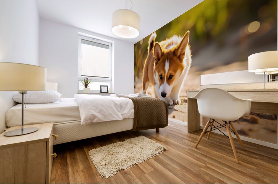 Corgi Puppy Discovers Sandy Shore Mural print