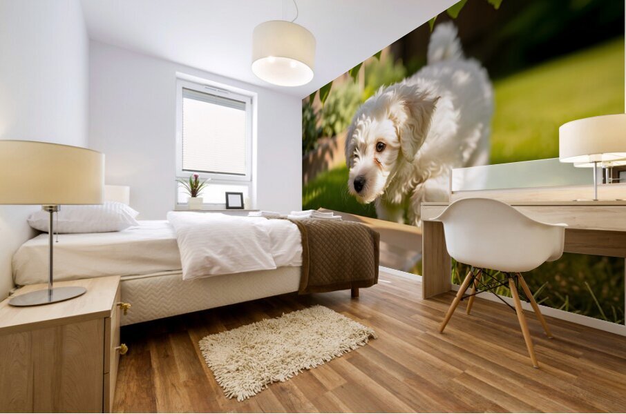 Bichon Frise Puppy Discovers Mysterious Garden Box Impression murale