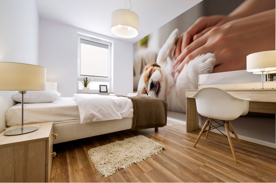 Sleepy Shih Tzu Puppy After Perfect Belly Rubs Mural print