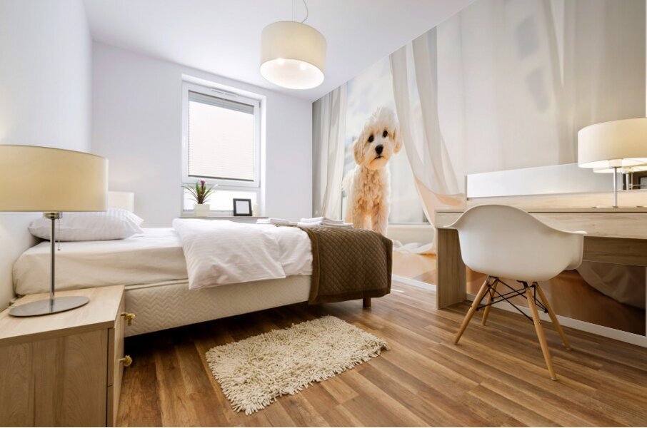 Poodle Puppy Peeking Behind Burgundy Curtains Mural print