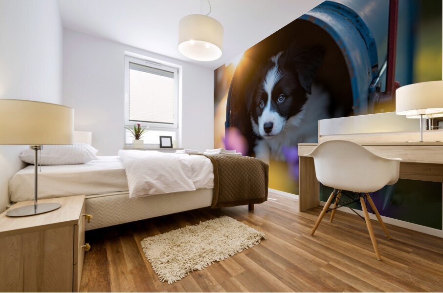Border Collie Puppy Discovers Perfect Hiding Spot Mural print