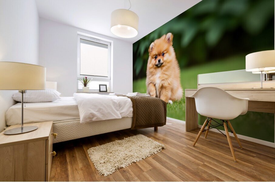 Pomeranian Puppy Sees Extended Hand Mural print