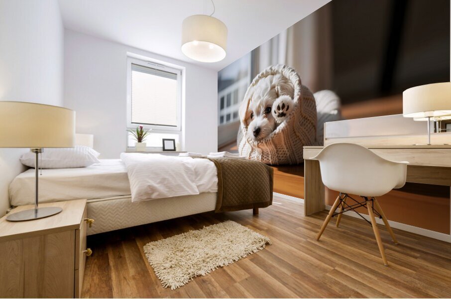 Bichon Frise Puppy Peeking From Sweater Sleeve Impression murale