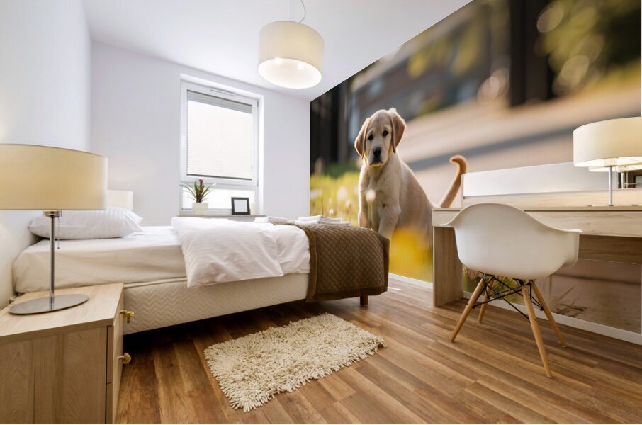 Patient Puppy Rests While Maintaining His Faithful Watch Impression murale