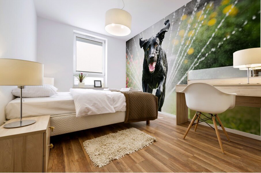 Wet German Shepherd Puppy Rests By Sprinkler Happily Impression murale