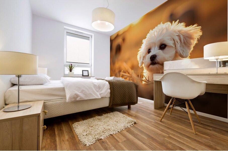 Playful Bichon Frise Puppy Slides Down Haystack Mural print