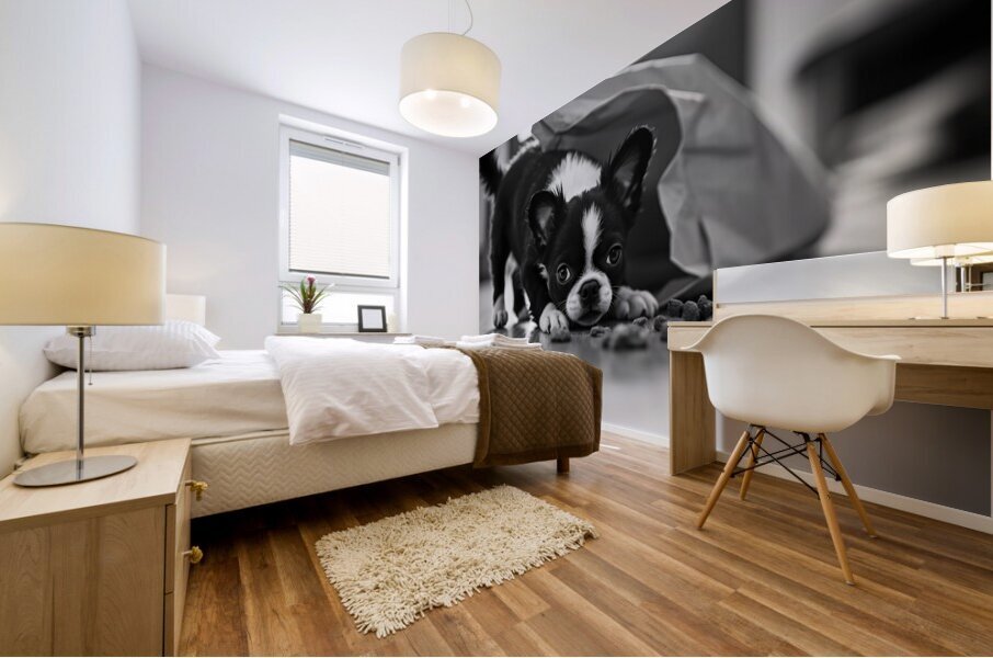 Excited Boston Terrier Puppy Emerges From Shopping Bag Discovery Impression murale