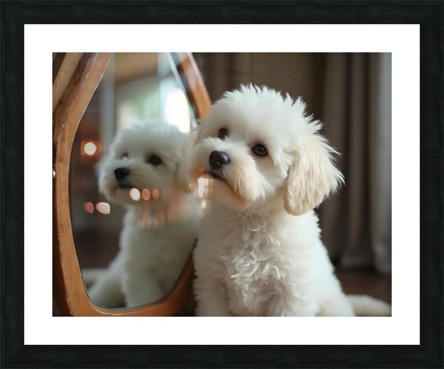 Thoughtful Bichon Frise Puppy Contemplates Its Mirror Reflection Impression et Cadre photo
