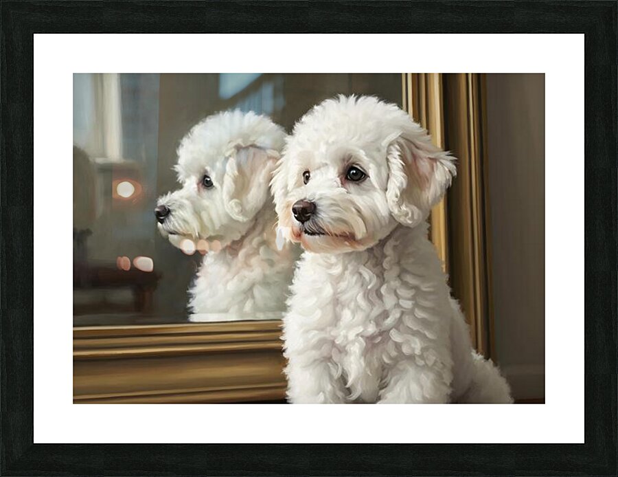 White Bichon Frise Puppy Contemplates Its Reflection Picture Frame print