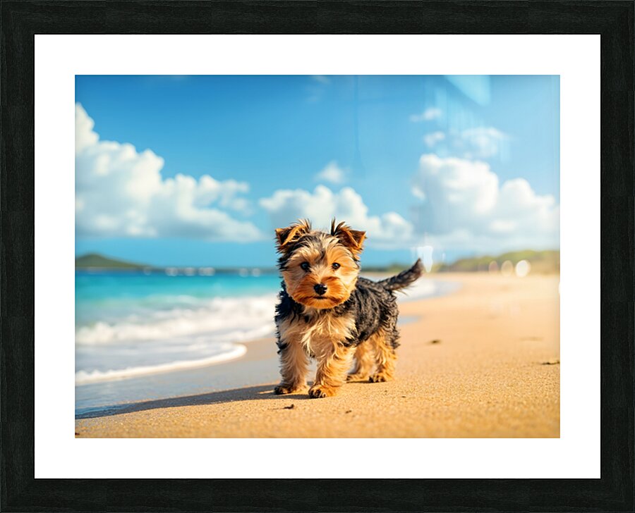 Yorkshire Terrier Puppy Discovers The Beach Picture Frame print