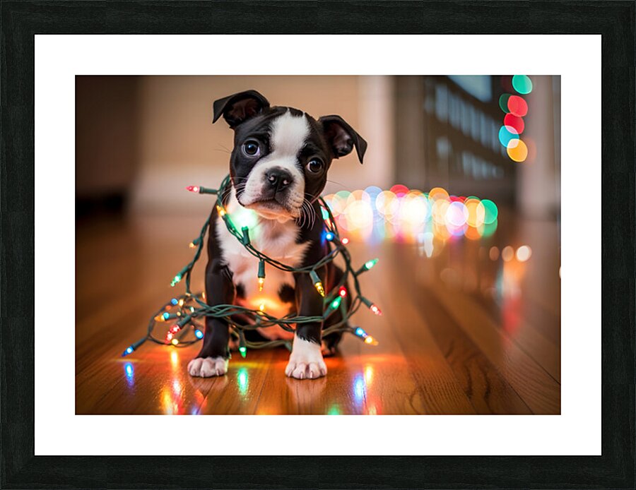 Boston Terrier Puppy Discovers Sparkling Christmas Lights Impression et Cadre photo