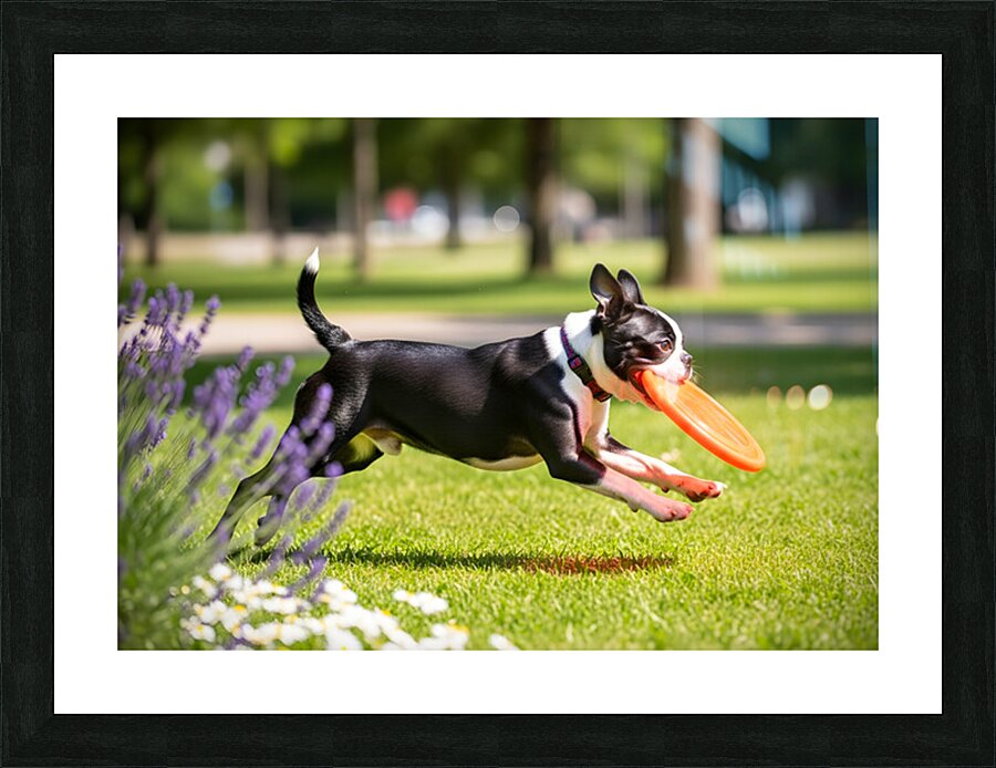 Proud Boston Terrier Puppy Lands With Caught Frisbee Picture Frame print
