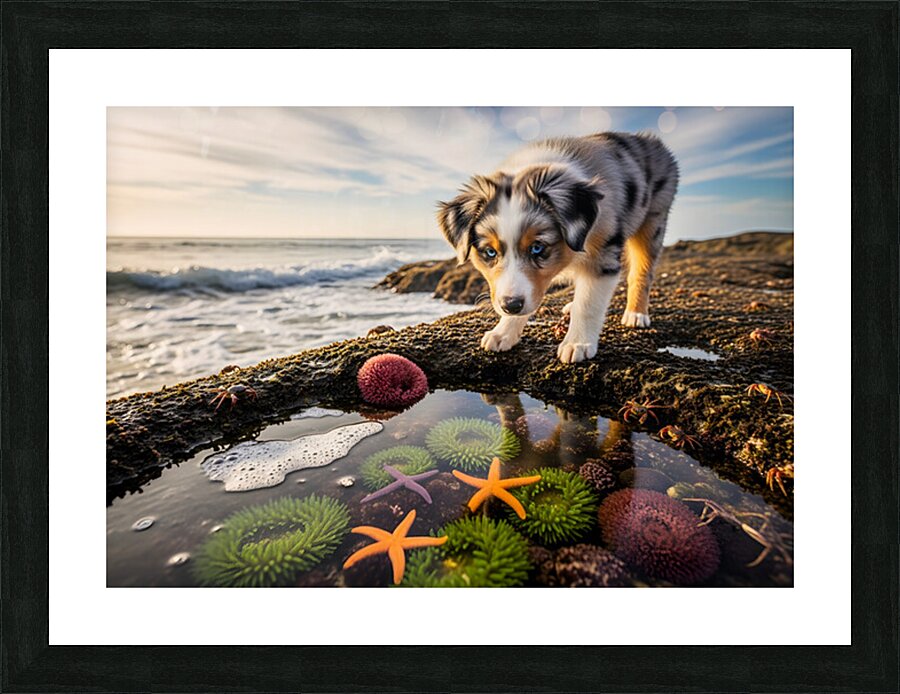 Australian Shepherd Puppy Discovers Tide Pools Impression et Cadre photo