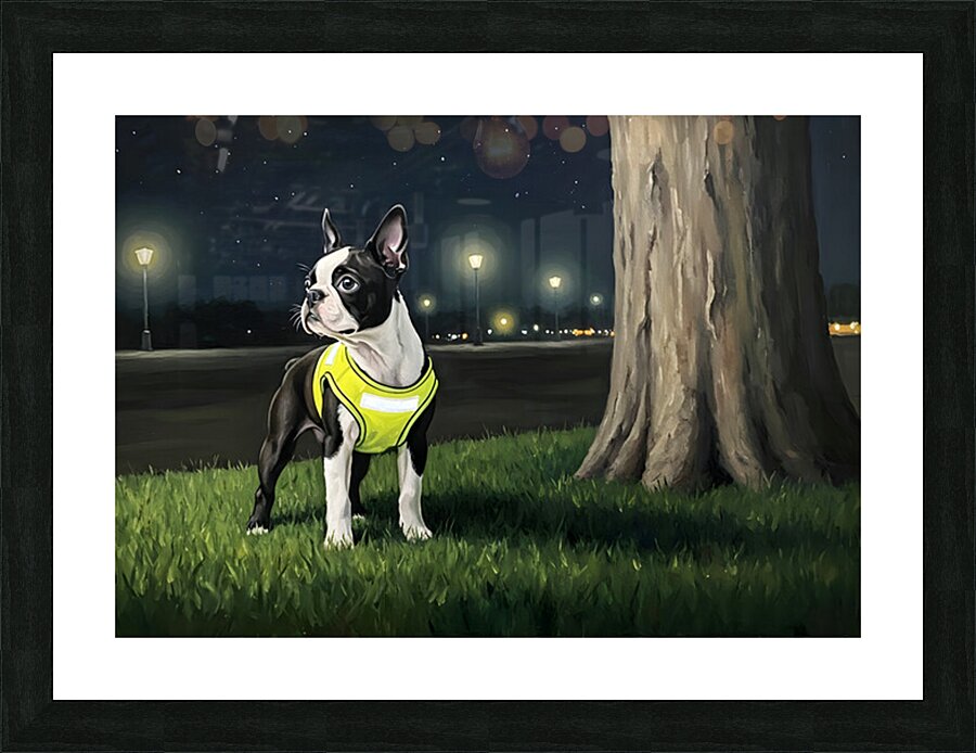 Sleepy Boston Terrier Puppy Returns From Night Walk Picture Frame print
