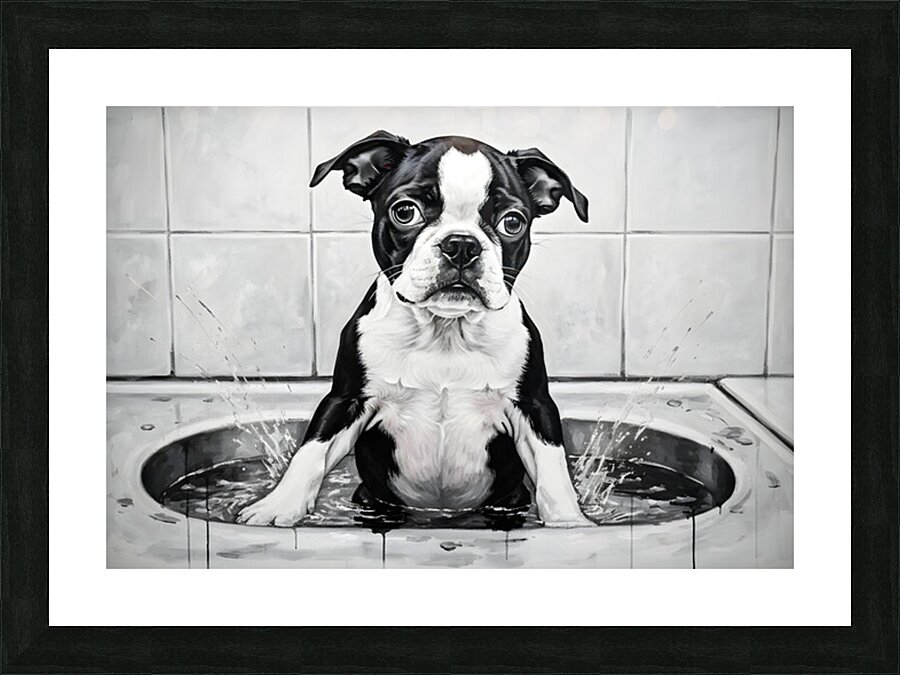Happy Boston Terrier Puppy Enjoys Sudsy Bath Time Picture Frame print
