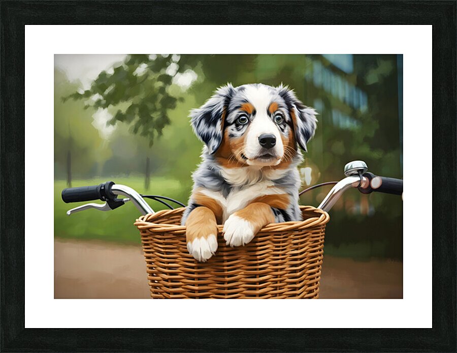 Happy Australian Shepherd Puppy Enjoys Bicycle Ride Picture Frame print