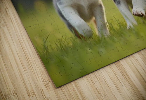 Blue Merle Australian Shepherd Puppies Playing Together In Tall Grass Puppy Prints puzzle