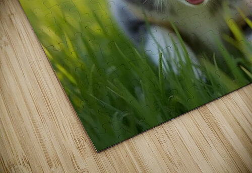 Blue Merle Australian Shepherd Puppy Ready To Play Hide And Seek Puppy Prints puzzle