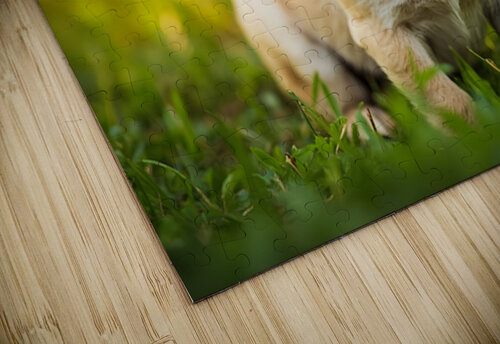 Pug Puppy Successfully Completes Stay Command Puppy Prints puzzle