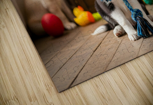Border Collie Puppy Enjoys Playing With New Rope Toy Puppy Prints puzzle