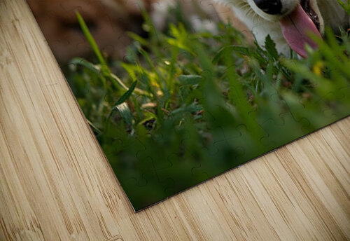 Tired Pembroke Welsh Corgi Puppy Resting After Playing With Siblings Puppy Prints puzzle