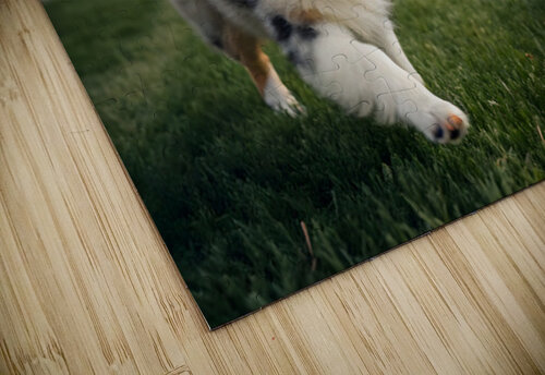 Australian Shepherd Puppy Gets The Zoomies In Backyard Puppy Prints puzzle