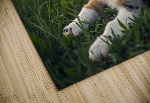 Tired Australian Shepherd Puppy Rests After Zoomies Puppy Prints puzzle