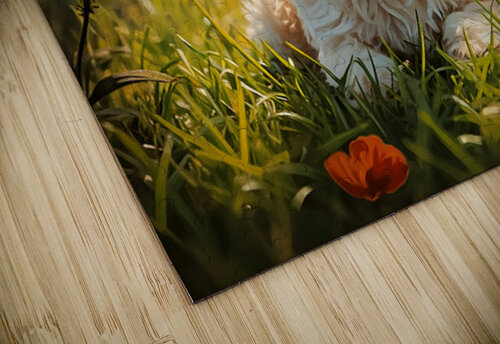 Happy Shih Tzu Puppy Rests After First Adventure Puppy Prints puzzle