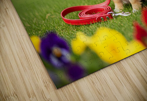 Pomeranian Puppy Discovers New Red Leash Puppy Prints puzzle