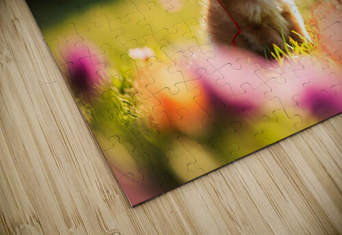 Pomeranian Puppy Discovers Floating Red Balloon Puppy Prints puzzle