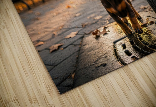 Dachshund Puppy Discovers Water Fountain Puppy Prints puzzle