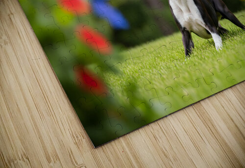 Boston Terrier Puppy Ready To Leap For Frisbee Puppy Prints puzzle