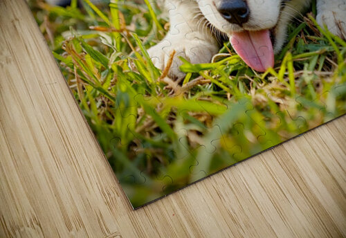Happy Border Collie Puppy Rests After Playtime Puppy Prints puzzle