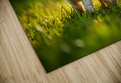 Bichon Frise Puppy And Cat Walk Together As Friends Puppy Prints puzzle