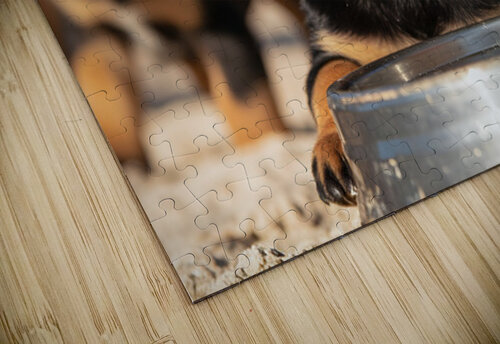 Rottweiler Puppy Feels Refreshed And Happy Puppy Prints puzzle