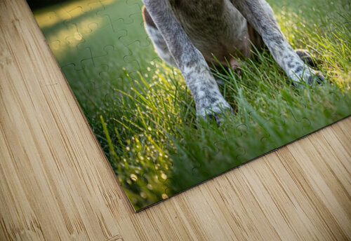 German Shorthaired Pointer Puppy Discovers His Paws Puppy Prints puzzle
