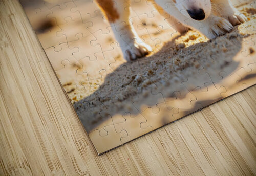 Corgi Puppy Discovers Sandy Shore Puppy Prints puzzle