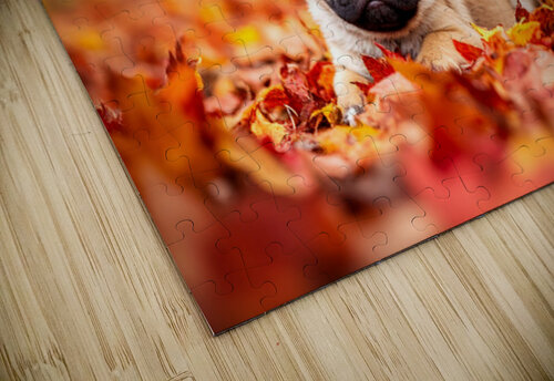 Pug Puppy Crowned With Autumn Leaf Victory Puppy Prints puzzle