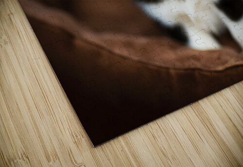 Content Siberian Husky Puppy Relaxes In Comfortable Bed Puppy Prints puzzle