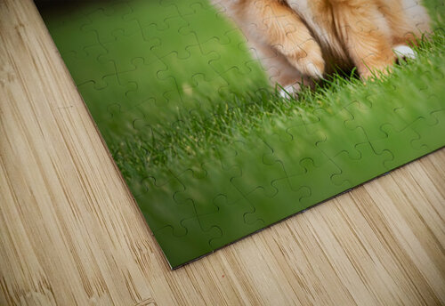Pomeranian Puppy Sees Extended Hand Puppy Prints puzzle